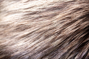Black fox fur close up. Background of gray animal fur chinchilla, texture of fur pile.