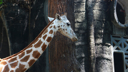 Giraffe with the Latin name Giraffa