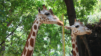 Giraffe with the Latin name Giraffa