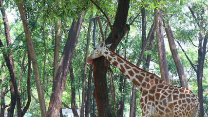 Giraffe with the Latin name Giraffa