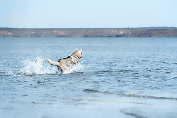 Naklejka premium A mature Siberian Husky male runs in the water. The dog has grey & white fur and holds the tail high. The blue water of the estuary surrounds him. Coast in the background; the sky is clear.