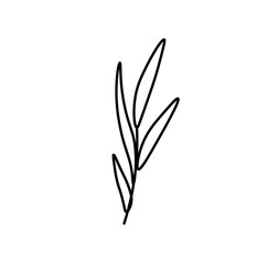 Vector rosemary branch with a black line.Simple food and cooking illustration in doodle style on a white isolated background hand drawn.Design for social networks,web,banners,menus,recipes.