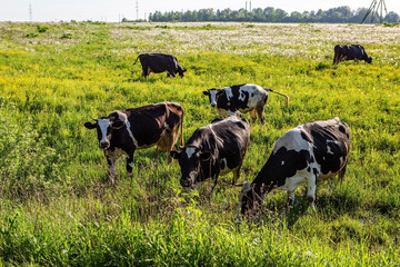 A herd of cows grazing in a clearing