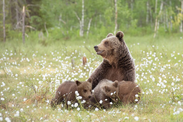 Mother bear and her three cubs in the middle of the cotton grass in a Finnish bog