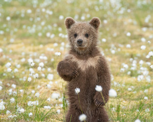 Brown bear cub (Ursus arctos) standing on its hind legs in the middle of the cotton grass on a Finnish bog © Juha Saastamoinen