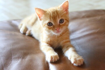 Orange Yellow tabby baby kitten laying on a brown leather pillow