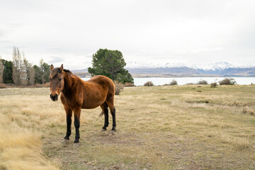 Horses standing in a pasture with mountains in the background.