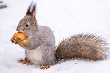 The squirrel sits on white snow with nut in winter.