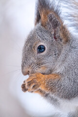Naklejka na ściany i meble Portrait of a squirrel in winter on white snow background