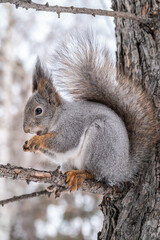 Naklejka na ściany i meble The squirrel with nut sits on a fir branches in the winter or autumn.