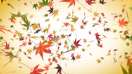 Autumn Japanese Maple Background