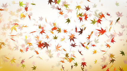 Autumn Japanese Maple Background