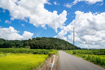 Fototapeta na wymiar 田園風景 夏の雲