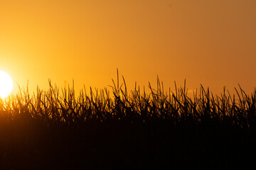 Coucher de soleil sur un champ de maïs