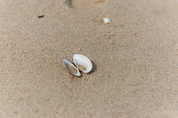 Fototapeta na wymiar Double shell on a beach in Poland.