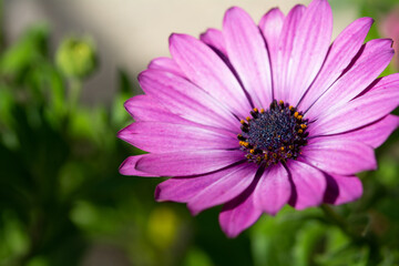 Fototapeta premium Macro sur une fleur