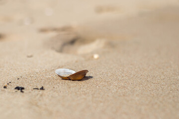 Close up at a lonly shell in Poland.