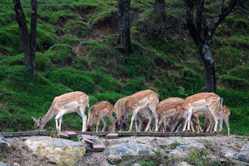A herd of sika deer while eating.