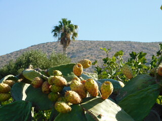 Prickly pear, or Opuntia ficus indica plant leaf, full of fruit, in Attica, Greece