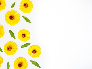 Yellow rudbeckia flowers scattered on a white background with green leaves. Autumn coneflowers. Background.