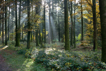 Rayons de soleil en forêt
