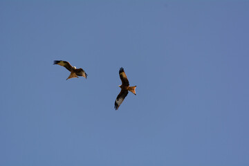 Milans royaux volant dans le ciel 