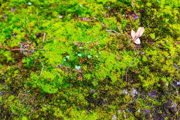 The texture of green moss on the stones.