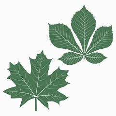 Vector illustration of green maple and chestnut leaves on a white background.