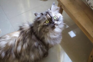 Cat with wide eyes © Shamma