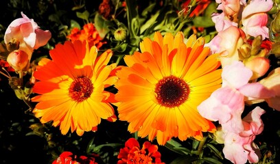 orange and yellow flowers