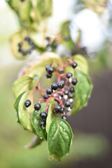 Hartriegel (Cornus) - reife Früchte mit Wassertropfen