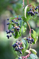 Hartriegel (Cornus) - reife Früchte mit Wassertropfen