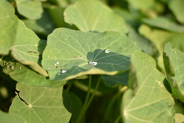 Blätter einer Kapuzinerkresse mit Regentropfen