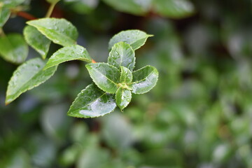 Kletter-Hortensie mit Regentropfen