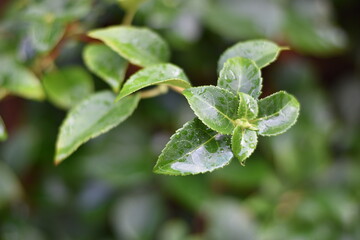 Kletter-Hortensie mit Regentropfen