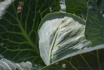 Top view of large, green cabbage leaves
