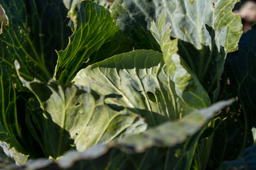 A piece of a large head of cabbage grown in an organic field. Cabbage leaves