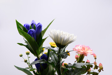 菊　リンドウ