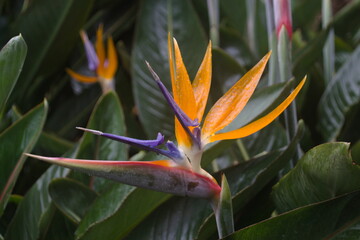 schöne Blüte © Andi Bauer