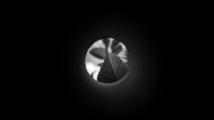 Black and white leaves