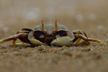 Krabbe am Strand