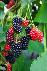 blackberries ripe black and red large with green leaves