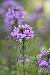 Blühende Spinnenblume mit Regentropfen