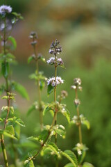 Blühende Zitronenminze (Mentha gentilis)