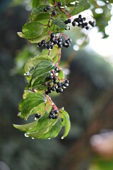 Hartriegel (Cornus) - reife Fr&uuml;chte mit Wassertropfen