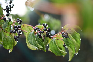 Hartriegel (Cornus) - reife Früchte mit Wassertropfen