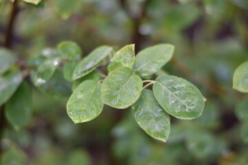 Fototapeta na wymiar Blätter einer Felsenbirne mit Regentropfen