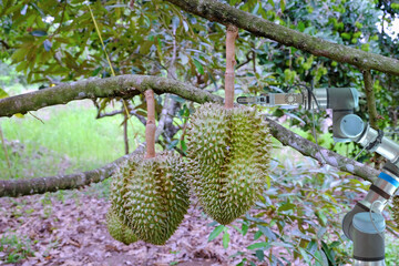 Industrial robotic on Durian garden for work and harvest product