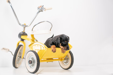 Jack Russell Terrier puppy, 2 months old, puppy sits in the back of a yellow tricycle