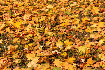 Background of the autumn maple leaves